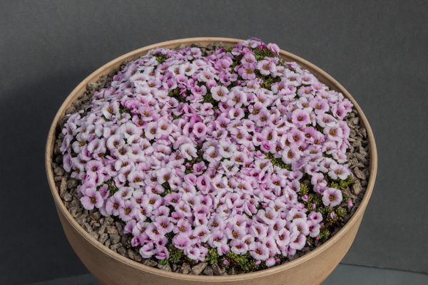 Saxifraga ?Marilyn Monroe?